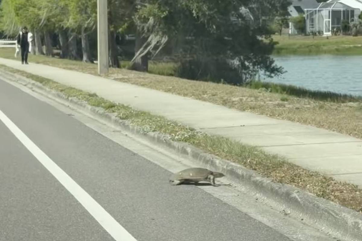 Tortuga en carretera ,instagram @lsantanaphoto